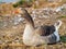 Goose on the river side sitting down - closeup - fluffy feathers