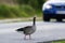 Goose on the road