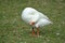 Goose scratching head on back on poultry farm