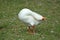 Goose scratching head on back on poultry farm