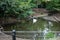 A goose in Seattle Woodland Park Zoo