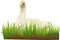 Goose sitting in the grass vector illustration