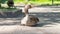 Goose sitting on pathway in zoo. Goose on farm. Waterfowl in profile.