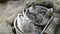 Goose sitting in a tin bath. Group of goose lying in the grass. Domestic geese family graze on traditional village barnyard