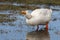 goose spring feeding lake.