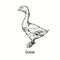 Goose standing side view. Ink black and white doodle drawing in woodcut outline style.