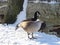 Goose standing in snow covered grounds