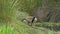 A goose standing in tall grass preening itself