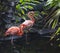 Goose stepping flamingos