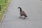 Goose on the street
