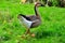 Goose swan in the middle of a summer meadow