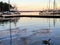 A goose swimming in a marina at sundown in Nanaimo, Canada