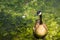 Goose swimming in a polluted lake and moss, Lake Merritt, San Francisco, California - United States of America aka USA