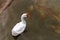 Goose swimming in the pond.