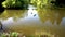 A goose swims along the water in a pond in a spring park