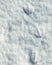Goose tracks in snow