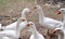 Goose the very nice colorful big white bird close up