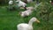 Goose walking in a garden