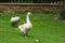 goose walking on a green grass