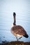 Goose walking on the lake in a park in Helsinki