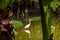 Goose walking in lake water with mirrored reflection in the water, seen between two banana trees