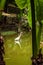 Goose walking in lake water with mirrored reflection in the water, seen between two banana trees