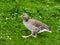 Goose walking on the lawn