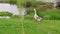 Goose walking to lake water on eco-friendly farm, waterfowl