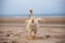 Goose walks along the beach, funny animals