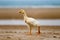 Goose walks along the beach, funny animals