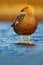 Goose in the water, Chloephaga hybrida, Kelp goose, is a member of the duck, goose. It can be found in the Southern part of South