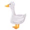 Goose white swan standing vector drawing illustration