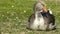 Goose who is falling asleep on the lawn in the Sun.