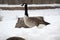 Goose in Winter Looking Off into the Distance - C&O Canal in Cabin John, Maryland