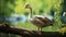 Goose On Wood Branch: Realistic Animal Portrait In Green Background