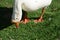 Goose in zoo. White Chinese goose eating eating green grass