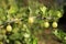 Gooseberries on a branch