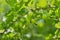 Gooseberries on a branch