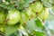 Gooseberries on a branch