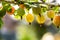Gooseberries on a branche closeup