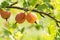 Gooseberries on a branche closeup