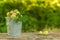 Gooseberries in a bucket on a background of green