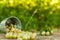 Gooseberries in a bucket on a background of green