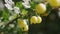 Gooseberries bush. Unripe fruit of gooseberries, macro shot