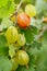 Gooseberries Growing on Bush