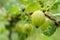 Gooseberry berries after a rain