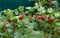 Gooseberry on a branch in drops after the rain. Ripe red berries gooseberries on a branch