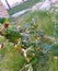 Gooseberry branch with a moth on it