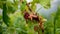 Gooseberry bush affected by caterpillar pest.