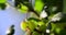 gooseberry bush with green unripe berries in the garden